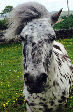 Liz Bunting, Equine Assisted Psychotherapy
