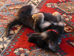 Liz Bunting, Animal Assisted Psychotherapy