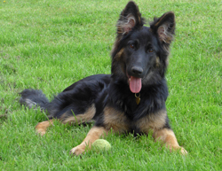 Liz Bunting, Animal Assisted Psychotherapy