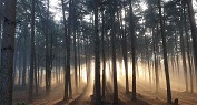 Shinrin-Yoku or ‘Forest Bathing’