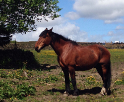 Liz Bunting, Equine Assisted Psychotherapy